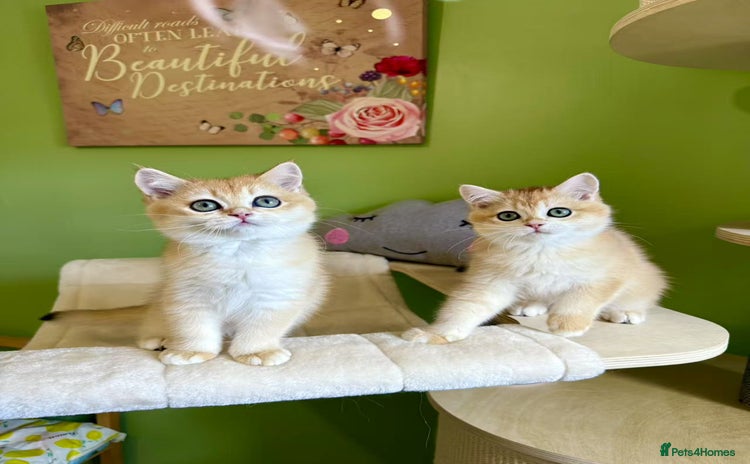 British Shorthair cats - Advert 13