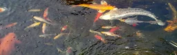 Pond Fish fish for sale: Beautiful Koi and Goldfish to be rehomed in Peacehaven - Advert 6