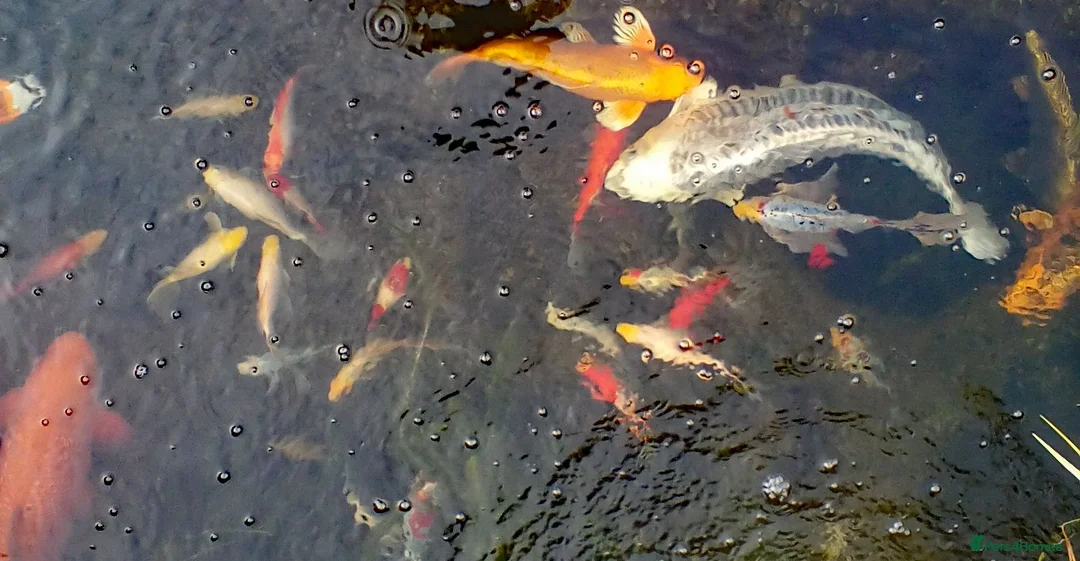 Pond Fish fish for sale: Beautiful Koi and Goldfish to be rehomed in Peacehaven - Advert 6