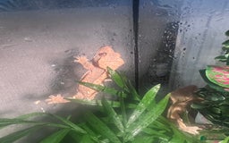 Gecko reptiles for sale: 2 baby crested geckos in Dunmow - Image 11