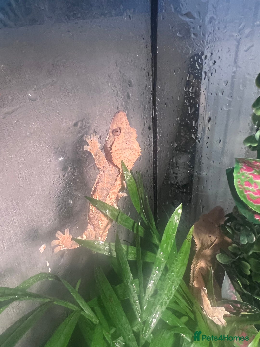 Gecko reptiles for sale: 2 baby crested geckos in Dunmow - Image 11