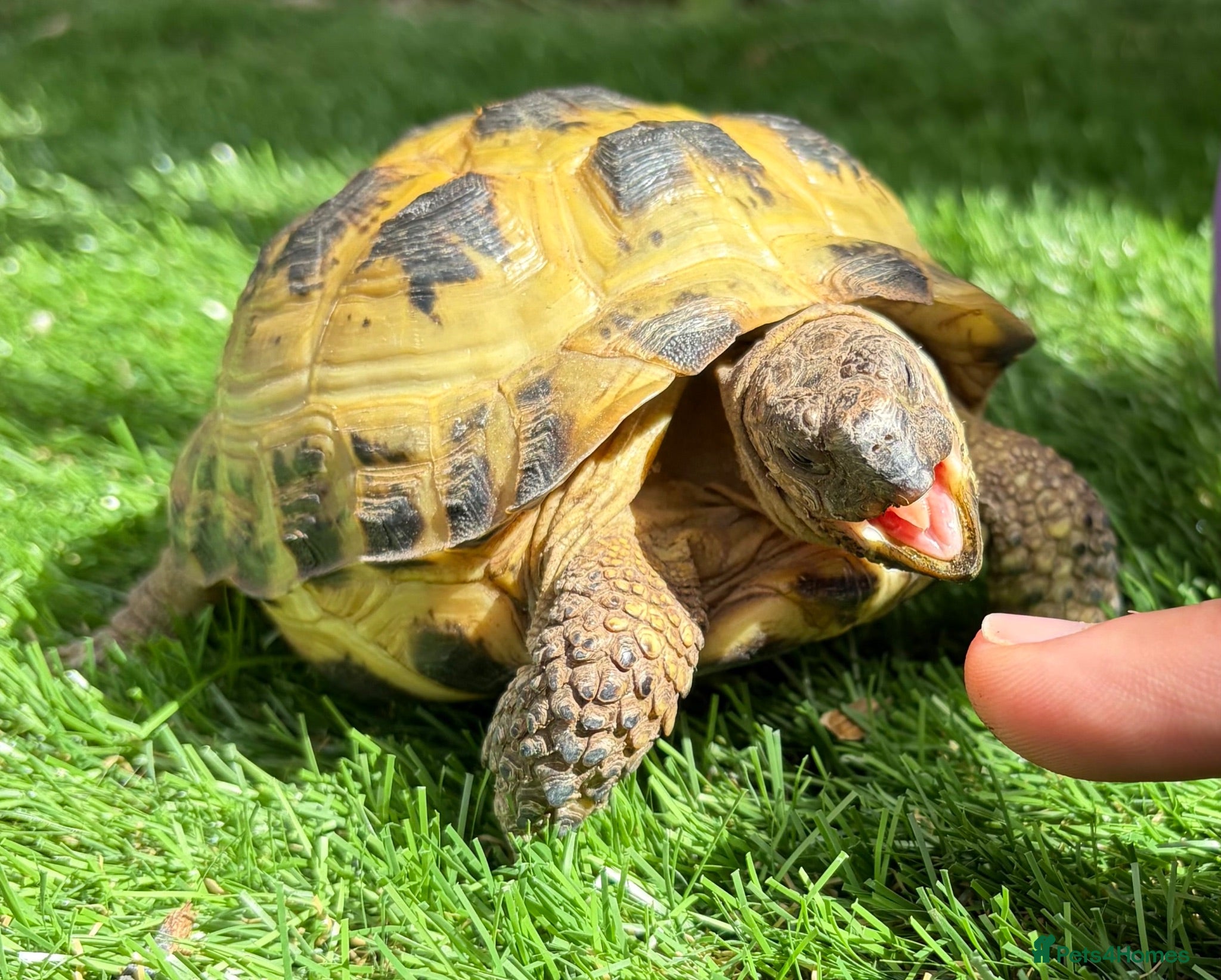 Tortoise reptiles Horsfield Tortoise - Advert 1