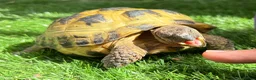 Tortoise reptiles for sale: Horsfield Tortoise - Advert 1