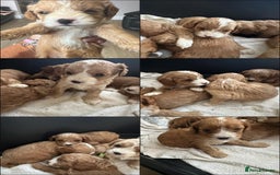 Cavapoo dogs for sale: One girl left has come available  - Image 1