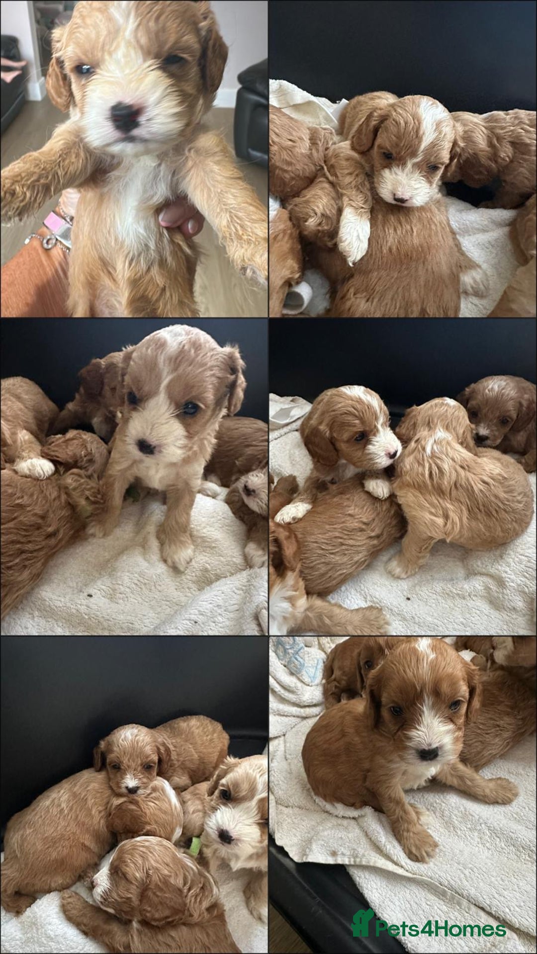 Cavapoo dogs for sale: One girl left has come available  - Image 1