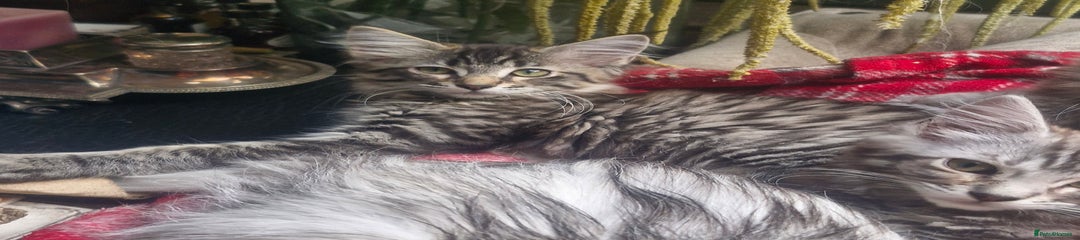 Maine Coon Kitten 2