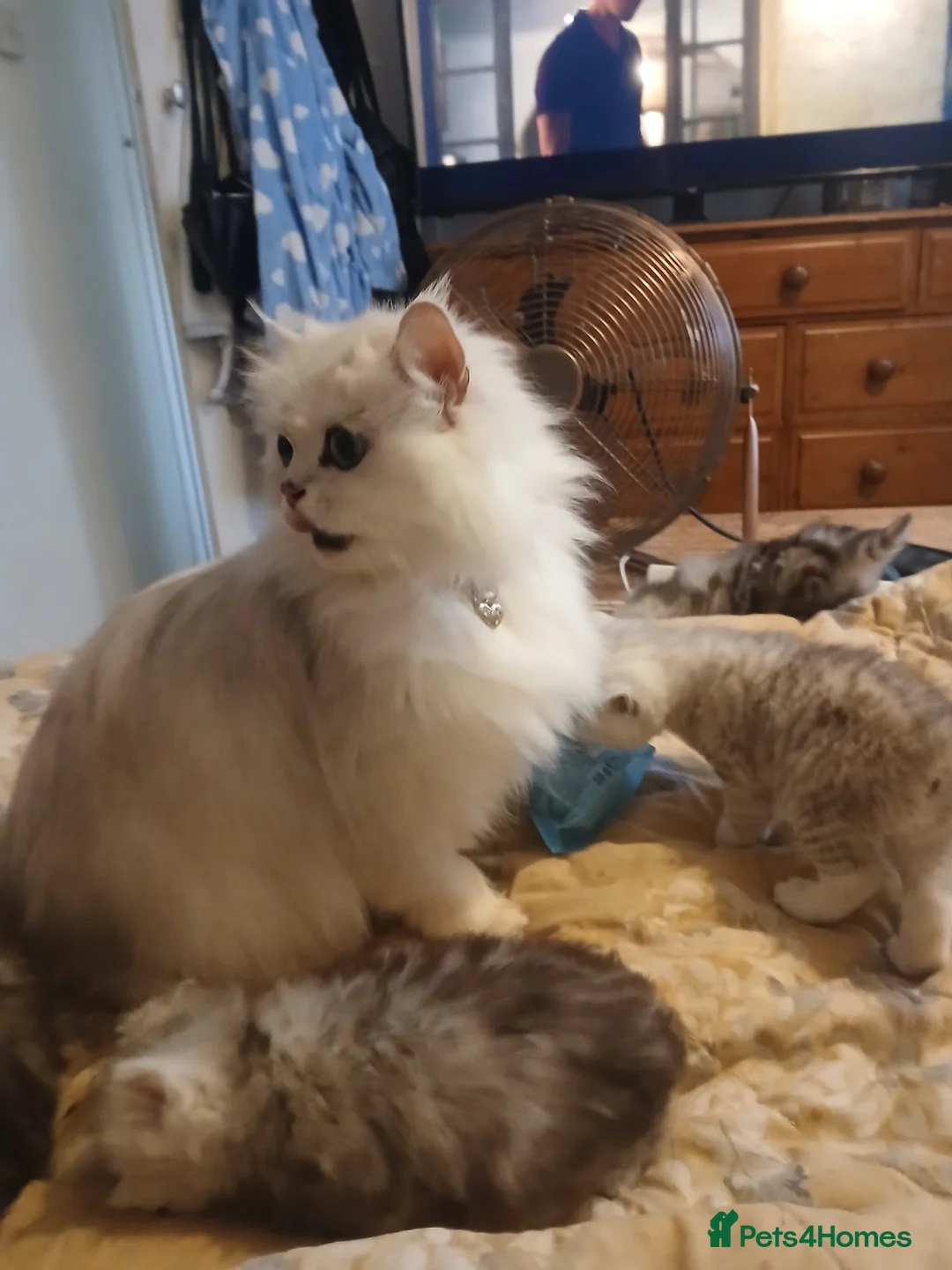 Persian cats for sale: Persian kittens - Advert 11