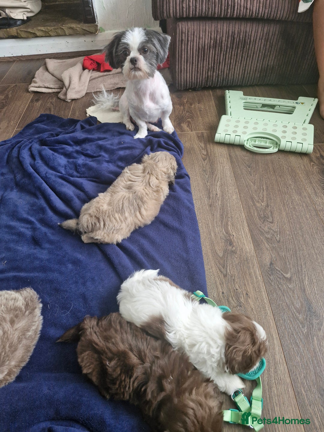 Shih Tzu dogs for sale: Cute Imperial Shih tzu puppies for sale - Image 9