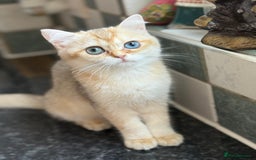 British Shorthair cats for sale: GCCF reg BSH Last Black Golden Odd Eyes Female in London - Image 28