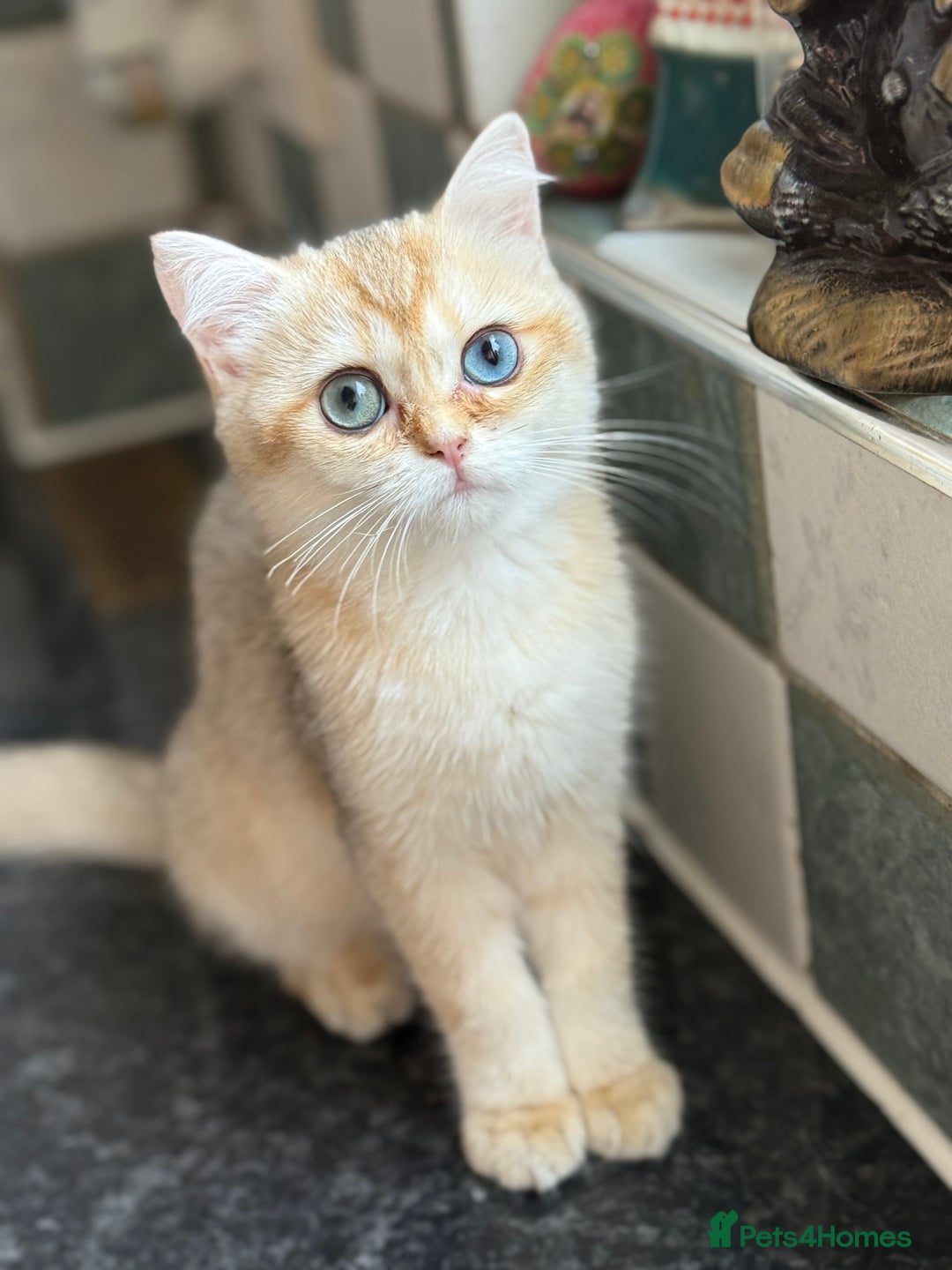 British Shorthair cats for sale: GCCF reg BSH Last Black Golden Odd Eyes Female in London - Image 28
