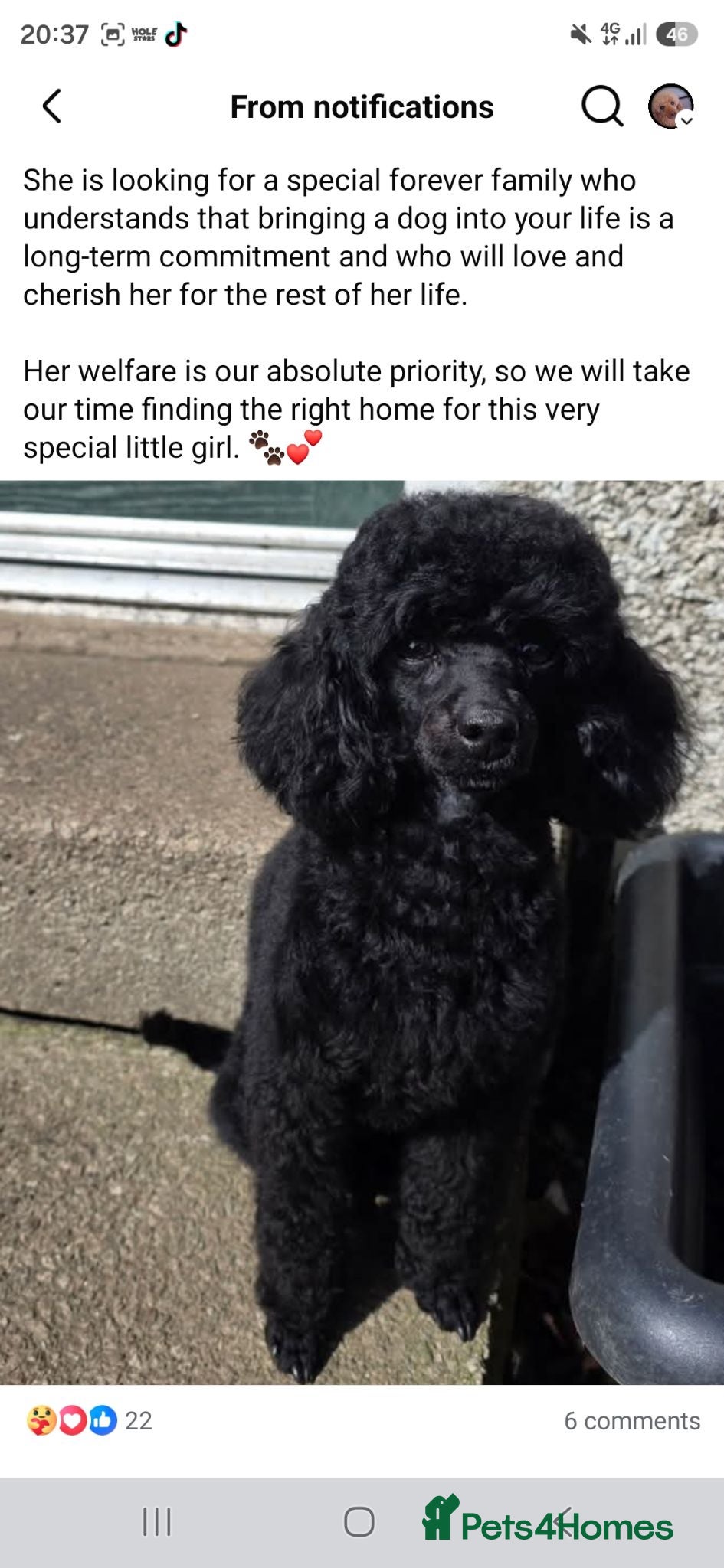Toy Poodle dogs Kc reg female - Advert 10
