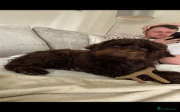 Cockapoo dogs for stud: Pedigree Cockapoo for Stud - Advert 2