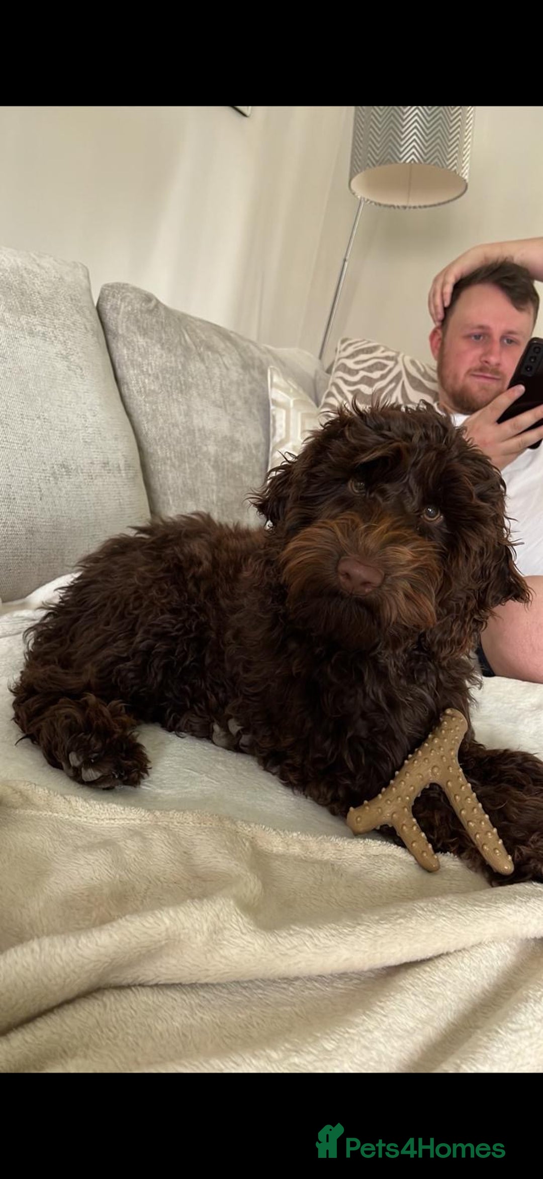 Cockapoo dogs for stud: Pedigree Cockapoo for Stud - Advert 2