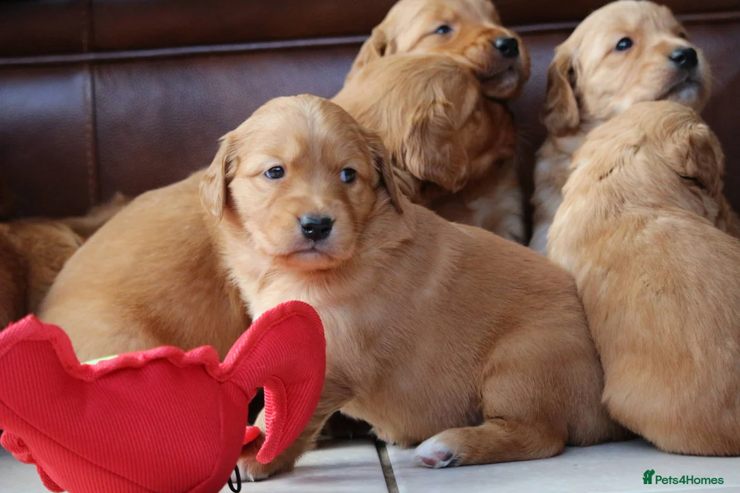 Golden Retriever dogs for sale: Dark Red KC Reg Working Golden Retriever Puppies - Advert 2