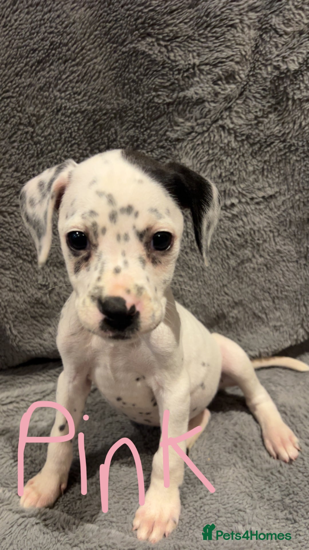 Mixed Breed dogs for sale: Dalmatianxboxer puppies  - Image 18