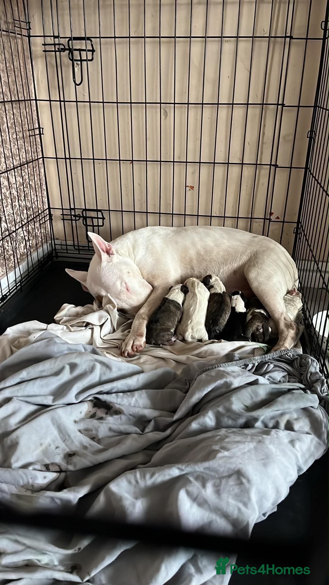 Bull Terrier dogs for sale: English bull terrier puppies  - Advert 19