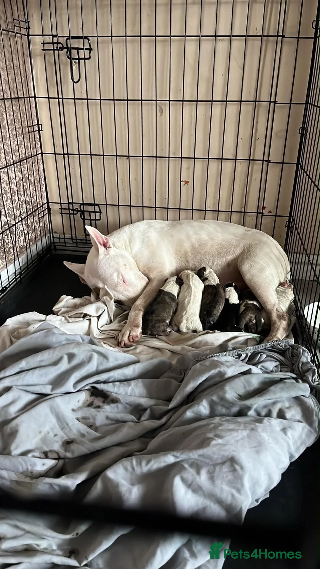 Bull Terrier dogs for sale: English bull terrier puppies  - Advert 1