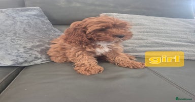 Cavapoo dogs - Advert 16