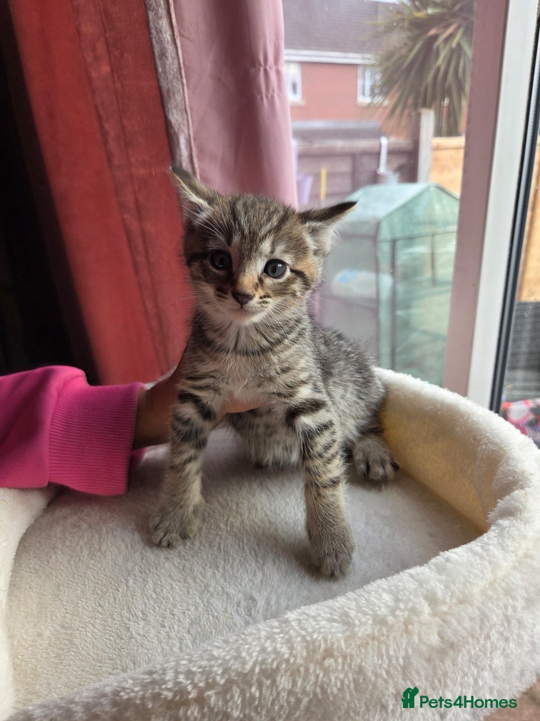 Mixed Breed cats for sale: Tabby mixed stunning litter - Image 8