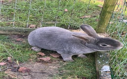 Rex rabbits for sale: Male Rex Rabbits  - Image 2