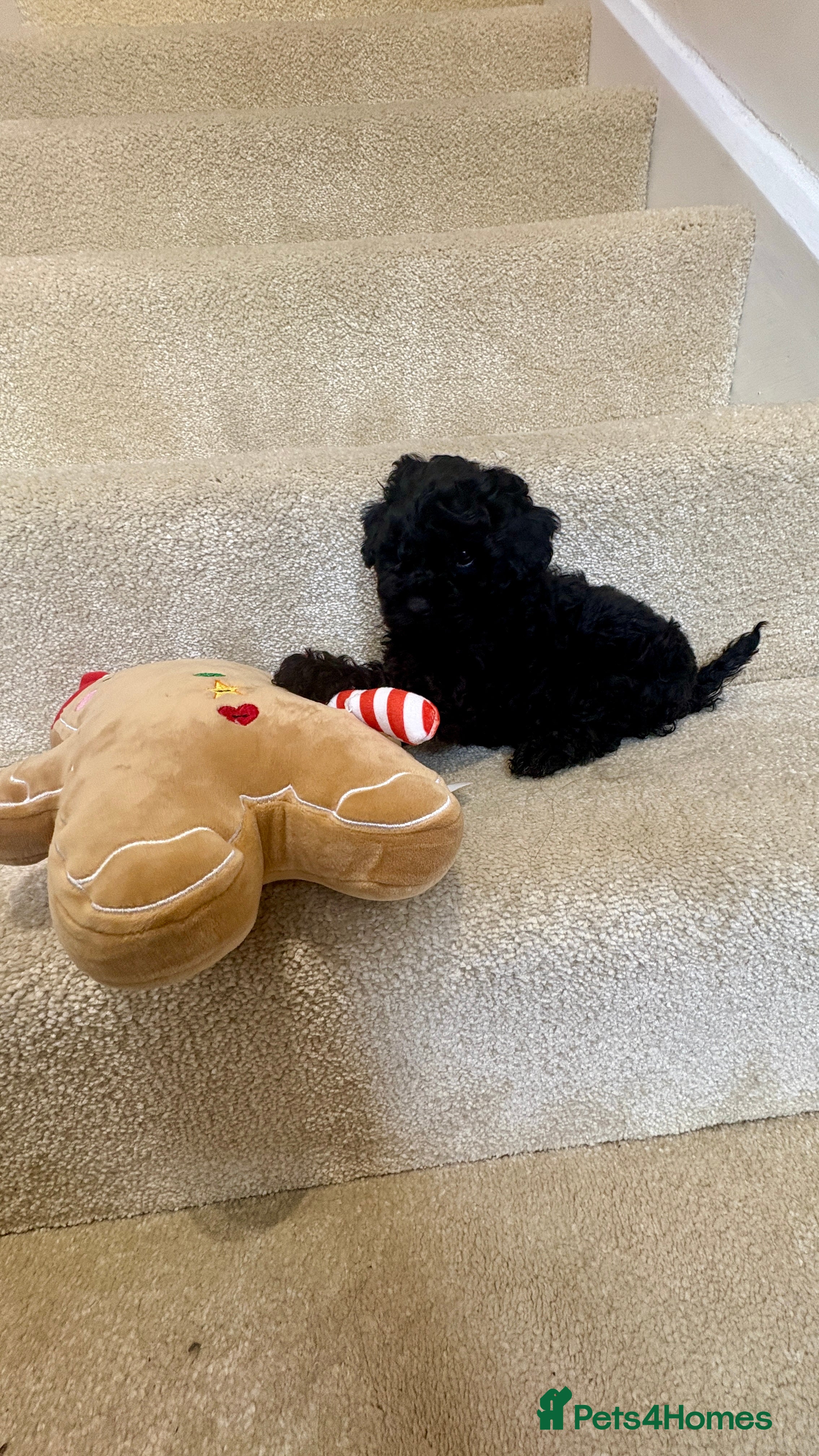 Lhasapoo dogs *****Only 1 girl and 1 little boy left ***** - Advert 8