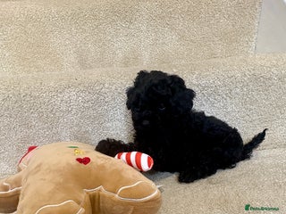 Lhasapoo dogs *****Only 1 girl and 1 little boy left ***** - Advert 8