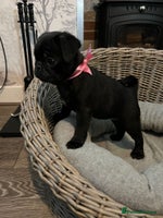 Pug dogs Superb Pug Puppies - ready now - Advert 2