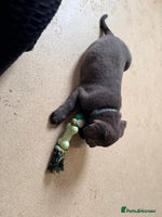 Labrador Retriever dogs - Advert 16
