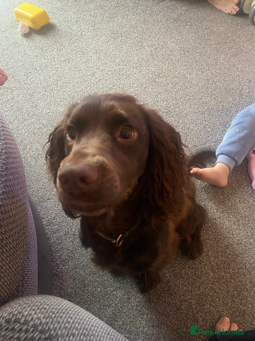 Cocker Spaniel dogs for sale: DEXTER  - Advert 4