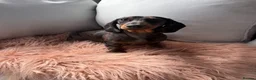 Miniature Dachshund dogs for sale: Beautiful Miniature Dachshund Puppies for sale in Nottingham - Advert 2