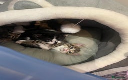 Domestic Shorthair cats for sale: Kittens - Image 2