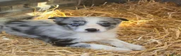 Border Collie dogs for sale: 7 beautiful border collie pups  in Newtown - Advert 20