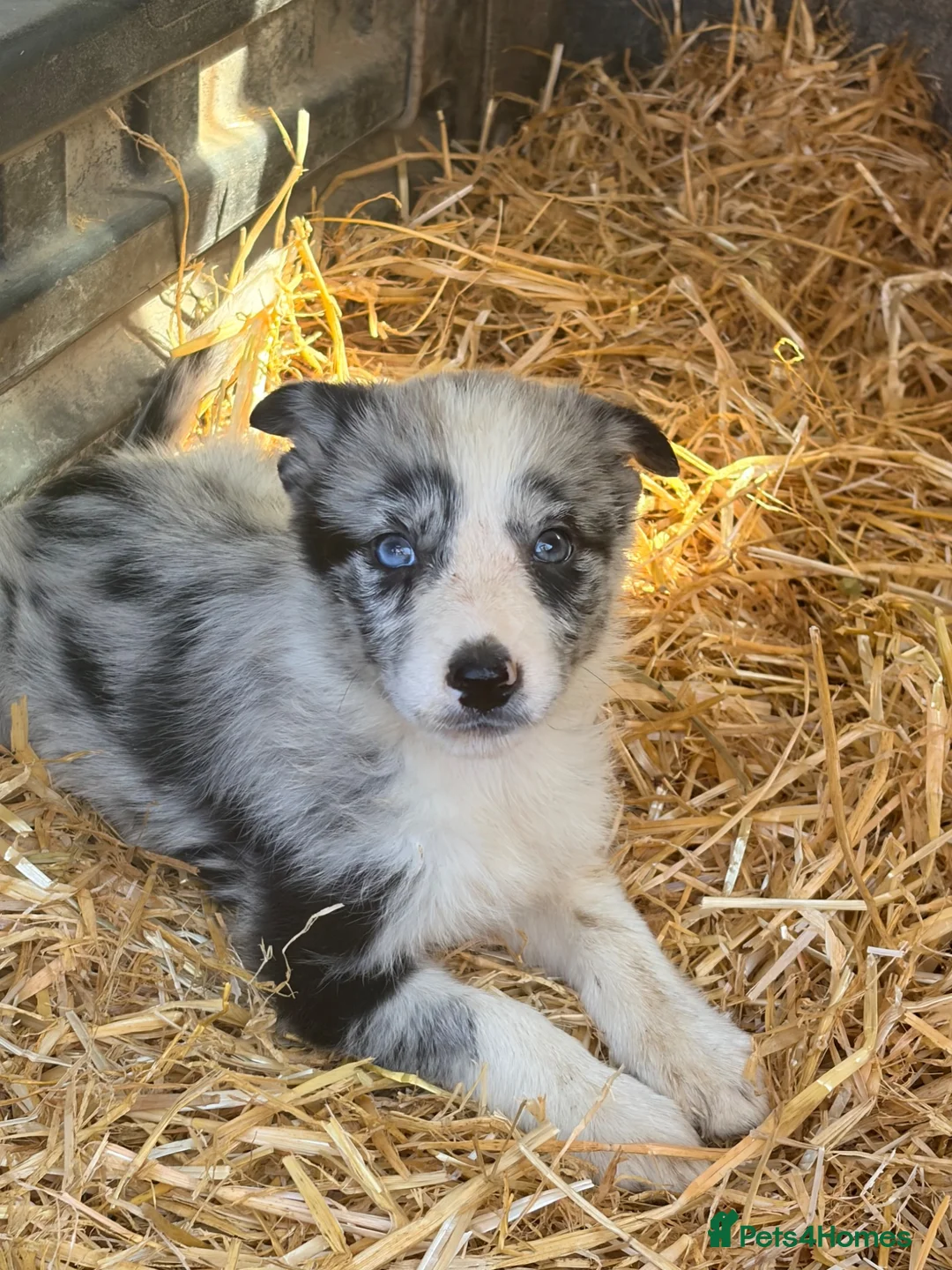 Border Collie dogs for sale: 7 beautiful border collie pups  in Newtown - Advert 20
