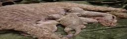 Miniature Poodle dogs for sale: Sweet Mini Poodles Ready for Homes 3 Male 1 Female in Stockport - Advert 8