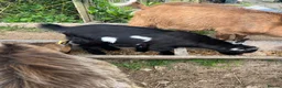 Goats livestock for sale: Pygmy X Female & Wether - Advert 12