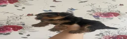 Yorkshire Terrier dogs for sale: 2 Stunning Minature Yorkshire terrier puppies 🩷💙 - Advert 18