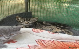 British Shorthair cats for sale: Beautiful British cat  - Image 21