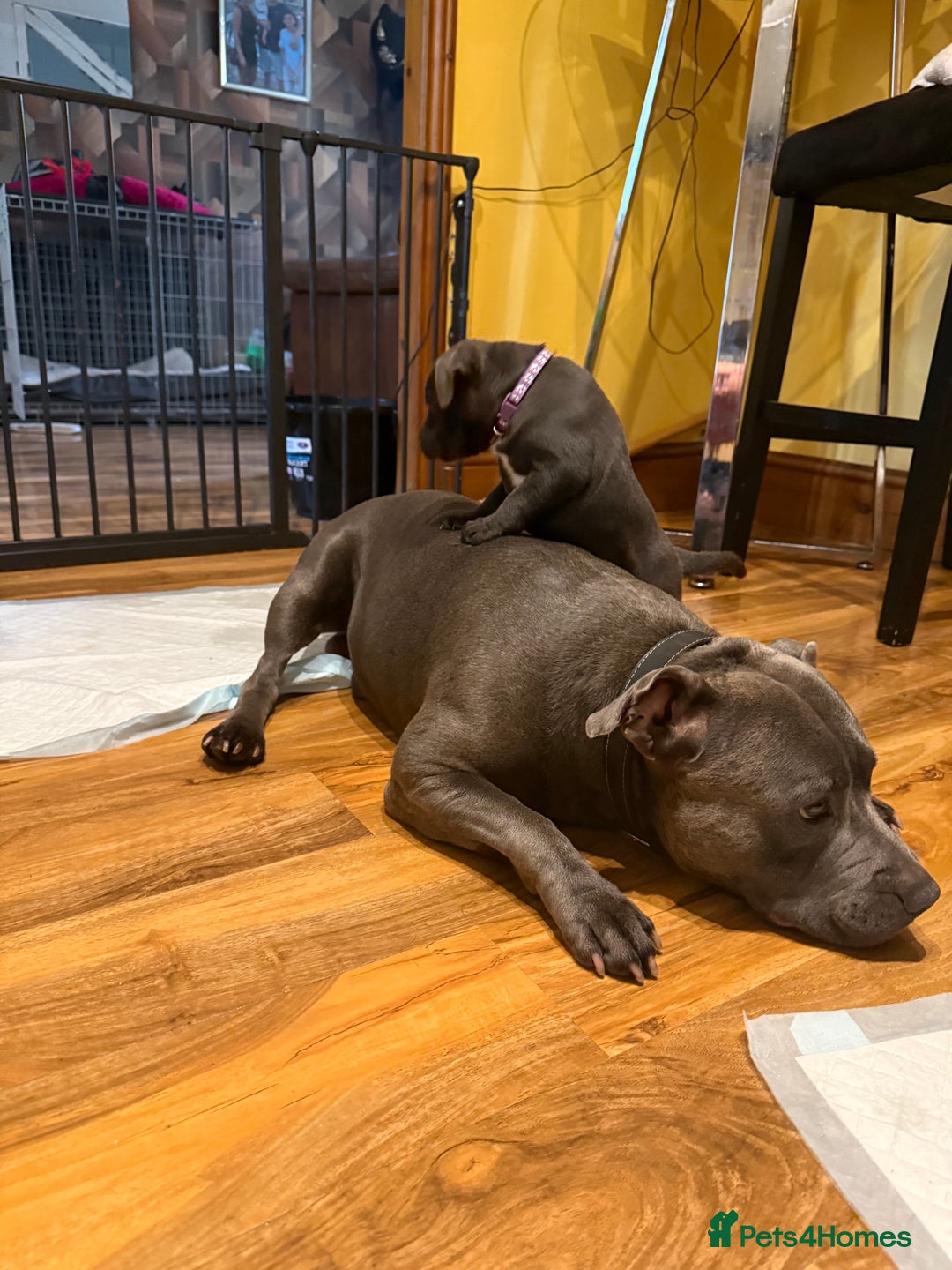 Staffordshire Bull Terrier dogs for sale: Lovely kc reg Staffordshire bull terrier puppies  - Image 25