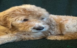 Goldendoodle dogs for sale: Goldendoodle Puppies – Ready Now, Don’t Miss Out! in Llanbrynmair - Image 23