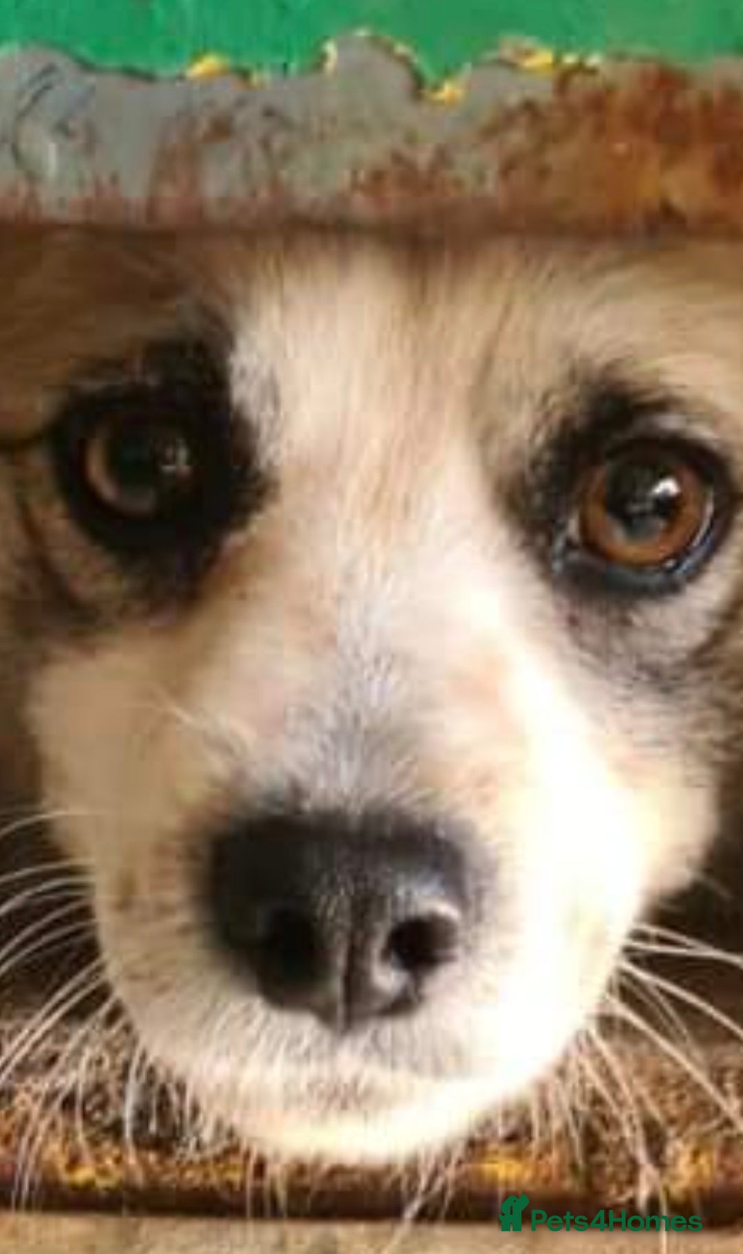 Papillon dogs for adoption: Dora! in Scarborough - Image 3