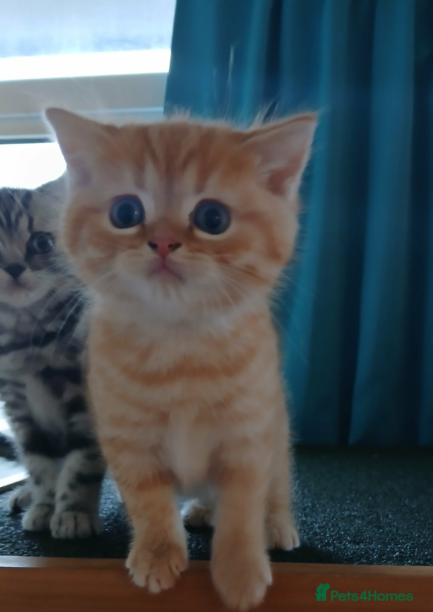 Mixed Breed cats Only one ginger kitten boy is available. - Advert 8