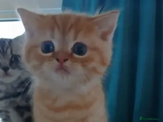 Mixed Breed cats Only one ginger kitten boy is available. - Advert 8