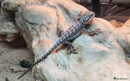 Bearded Dragon reptiles for sale: Baby Bearded Dragon  - Image 6