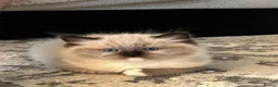 Ragdoll cats for sale: Gorgeous ragdoll kittens- boy + girl  - Advert 7