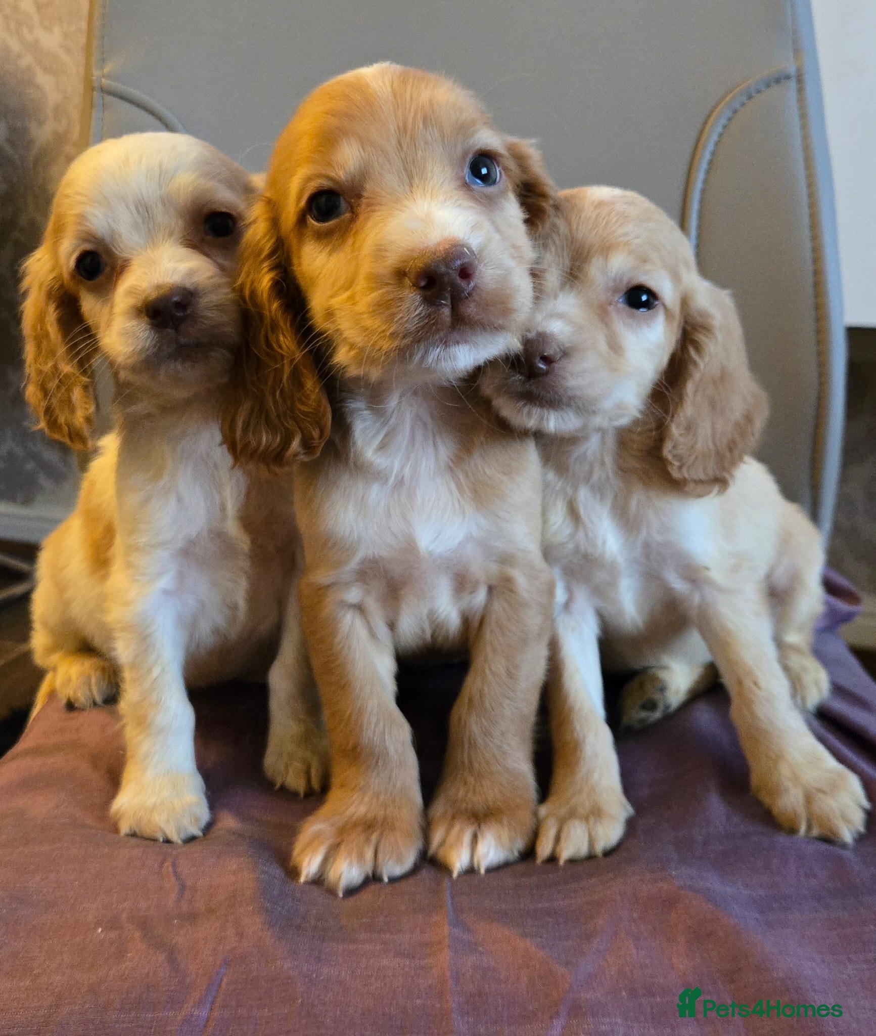 Cocker Spaniel dogs Cocker spaniel babies  - Advert 2