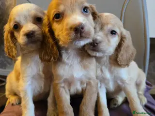 Cocker Spaniel dogs Cocker spaniel babies - Advert 2