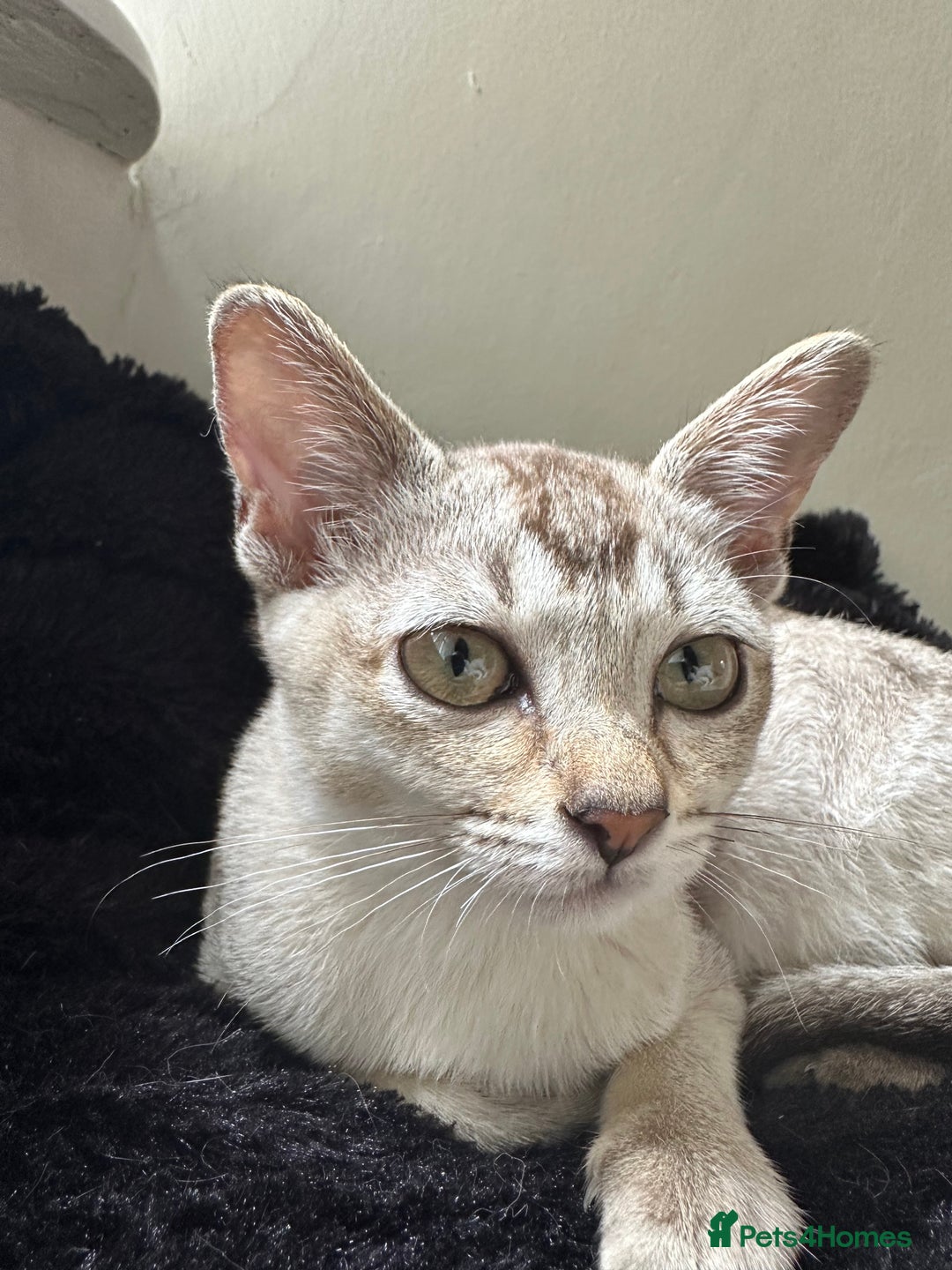Burmese cats for sale: GCCF reg Pedigree Kittens - Image 19