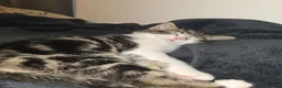 Mixed Breed cats for sale: 3 month old kitten ready for new home in Hull - Advert 3