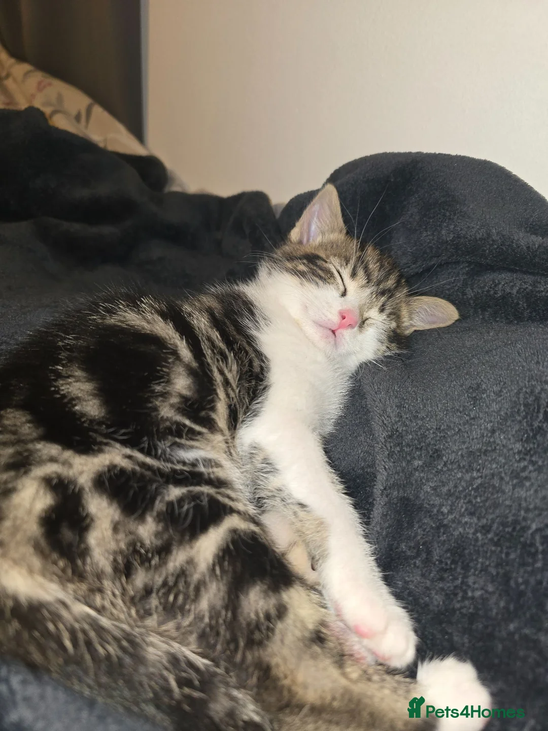 Mixed Breed cats for sale: 3 month old kitten ready for new home in Hull - Advert 3