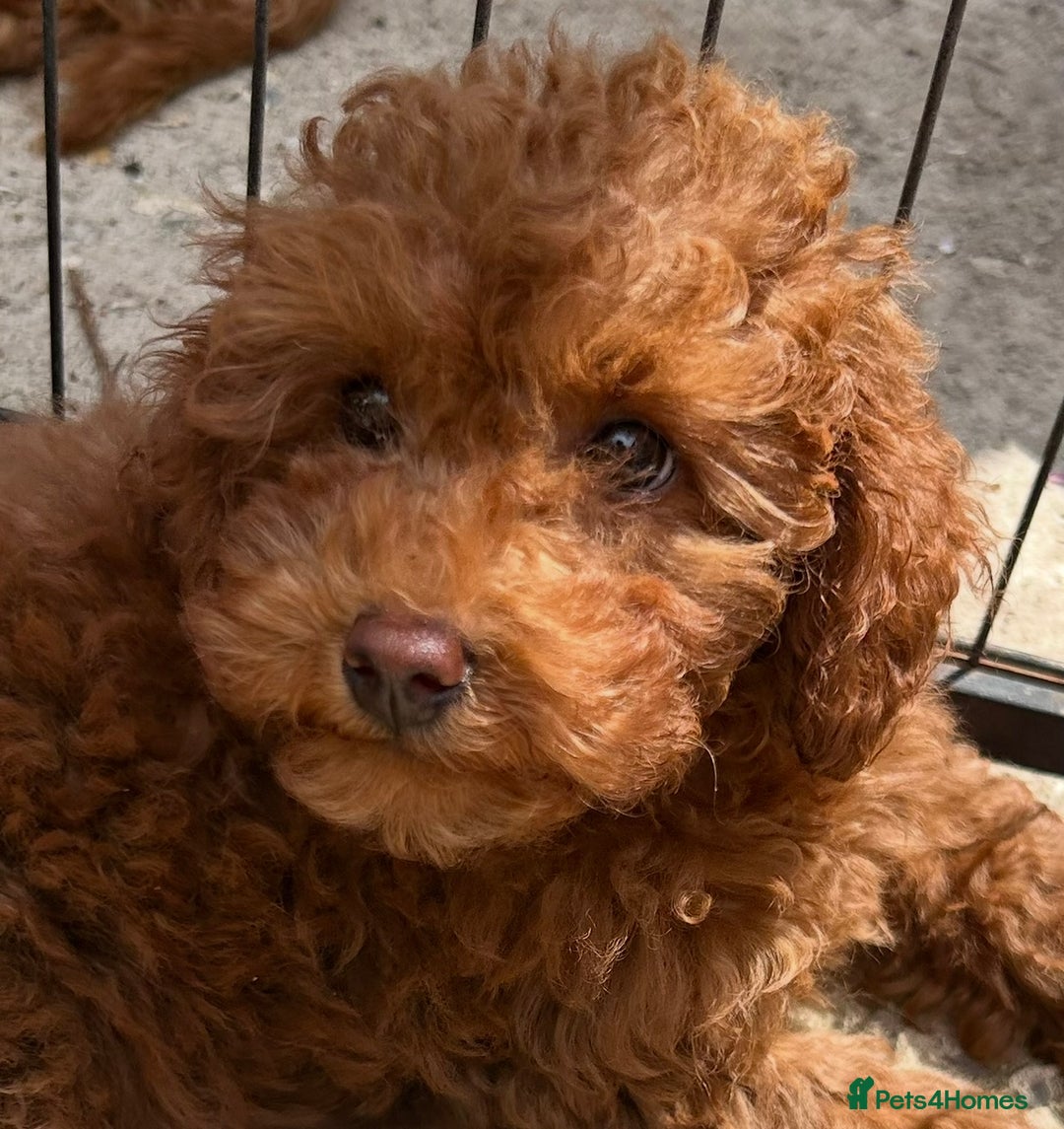 Toy Poodle dogs for sale: Teddi female 6’m old tiny Kc toy poodle  in Chichester - Image 10